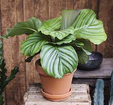How To Grow And Care For Calathea Orbifolia 3 Calathea Plant Calathea Orbifolia Plants