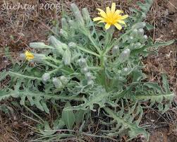 Image result for Crepis