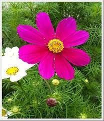 Cosmos Versailles Deer Resistant Plants Deer Resistant Annuals Cosmos