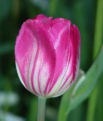 Pink White Striped Tulip Flowers Amazing Flowers Tulips