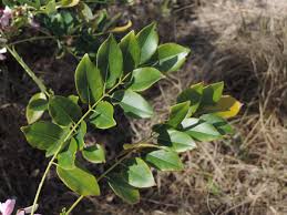 Image result for Lonchocarpus