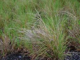 Image result for Diheteropogon