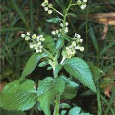 Image result for Dichrocephala