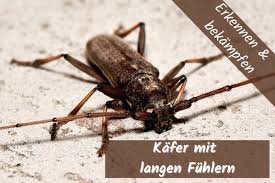 Anfang der 1960er jahre tauchte der braune pelzkäfer (attagenus smirnovi) in deutschland erstmalig auf. Kafer Mit Langen Fuhlern In Der Wohnung Was Tun Gartenlexikon De