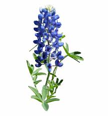 Texas bluebonnet cut file note: Texas Bluebonnet Png Free Texas Bluebonnet Png Transparent Images 58918 Pngio