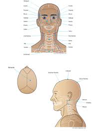 Susruta Head Marmas
