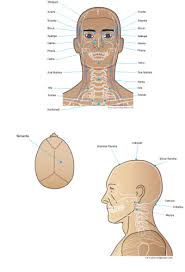 Susruta Head Marmas