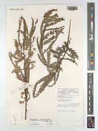 Image result for Napoleonaea septentrionalis