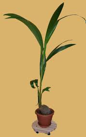 Image result for Cocos nucifera