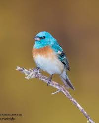Birds Of West Texas Best Birds Of World With Images Birds Bird Photography Beautiful Birds