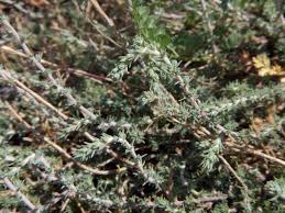 Image result for Celosia stuhlmanniana