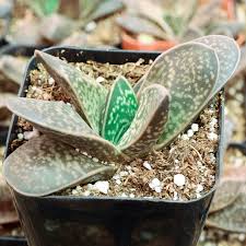 Image result for Barleria oxyphylla