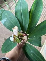 Image result for Bridelia brideliifolia