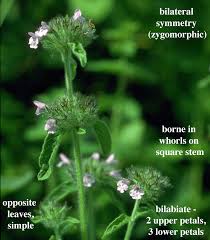 Image result for Lamiaceae
