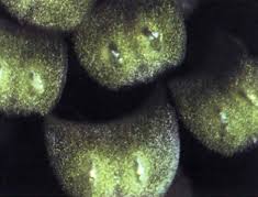 Image result for Wolffiella welwitschii