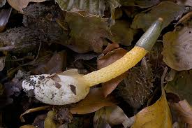 Image result for Mutinus caninus