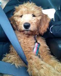 We have had a busy week around here! Goldendoodle Breeders In Minnesota Red Cedar Farms Goldendoodles