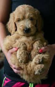 Gesgolden doodle mini coloring pages / 8lxt1uub6kidom / / find out more about the breed, pl. 150 I Mini Goldendoodles Ideas Goldendoodle Puppies Cute Animals