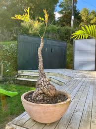 Image result for Cussonia