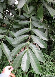 Image result for Aphanamixis