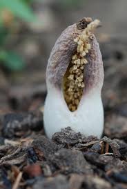 Image result for Stylochaeton