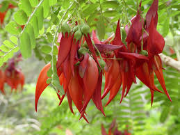 Image result for Adenodolichos