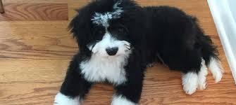 Mini bernedoodle puppies of illinois!! Bernedoodle Breeder Top Bernedoodle Breeders Missouri