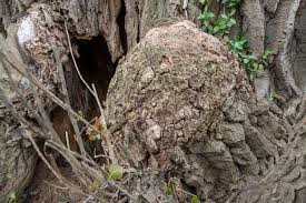 Cottonwood trees can live to be over 100 years old. Largest Tree Pa Eastern Cottonwood Has Held Its Secrets Tightly