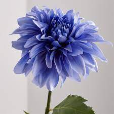 Blue Dahlia Flower Stem Dahlia Flower Beautiful Flowers Photography Beautiful Flowers Pictures