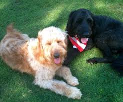 Puppies for sale in phoenix az. Standard Goldendoodle Puppies F2 For Sale In Tucson Arizona Classified Americanlisted Com