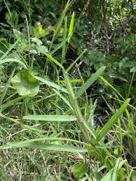 Image result for Stenotaphrum dimidiatum