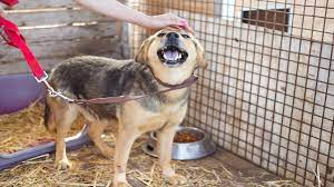 Maybe you would like to learn more about one of these? How To Start A Pet Shelter Truic