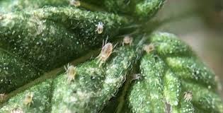 Image result for spotted spider mite