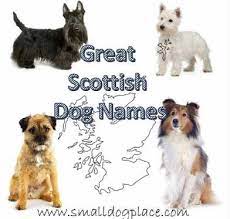 Dog Names Based On Drinks Small Dog Place