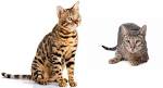 Bengal vs Savannah cat, how to pick between them