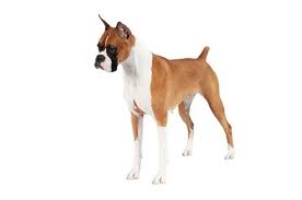 Find The Best Dog Breed For You Purina Boxer Dog Breed Short Haired Dogs Dog Breeds