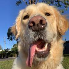 Sandy Golden Retriever Sandystraya Twitter
