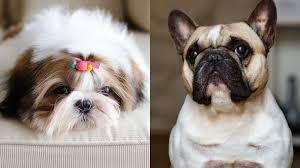 Once these french bulldog puppy training techniques have been repeated enough, the puppy will know what to do when they need the toilet and they to properly train your french bulldog puppy, there are certain items you should have that will make the process easier. Low Energy Dog Breeds You Can Be Lazy With Simplemost