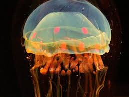 Jellyfish Jellyfish Jellyfish Pictures Colorful Jellyfish