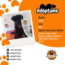 Clínica Veterinaria - Gato y Perro Negro