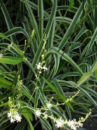 Image result for Anthericaceae