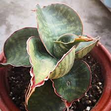 Image result for Cuviera semseii