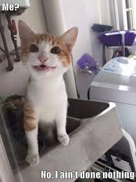 Take them home the same day! Top 22 Memes Of The Week Cheezburger Users Edition 63 Cat Care Cats Cats And Kittens