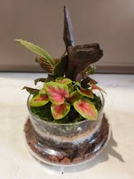 🌿✨ Handcrafted Oasis ✨🌿, Introducing my handmade closed terrarium! Each  plant is carefully selected to create a mini world that brings nature's  beauty indoors. I’ve designed it to be low-maintenance ...