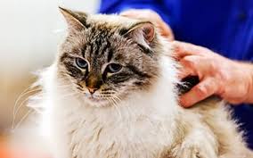 Our members have access to a wealth of resources and continuing. Dog Cat Care In Nashua Nh All Pets Veterinary Hospital