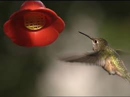 Lupine is drought tolerant and blooms best. Rufous Hummingbird Identification All About Birds Cornell Lab Of Ornithology