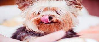 How Long Do Yorkie Poos Live Yorkie Poo Lifespan Petshaunt