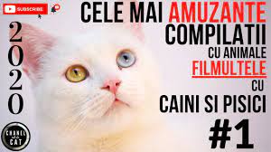 2020 Cele Mai Amuzante Filmulete Cu Animale Compilatii Video Cu Caini Si Pisici 1 Youtube