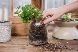 Check spelling or type a new query. How To Plant In A Pot Without Drainage Holes