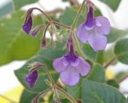 Image result for Streptocarpus glandulosissimus